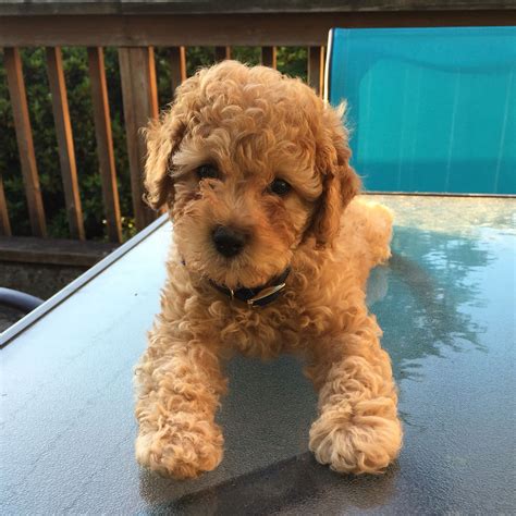 A Small Brown Dog Sitting On Top Of A Table