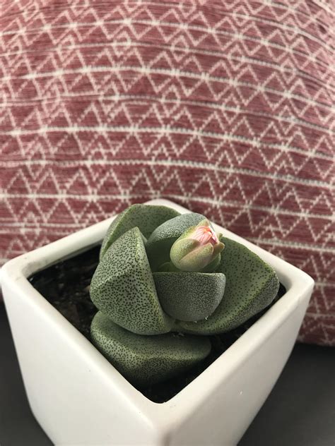 Prickly pears can be grown in containers or in the ground. My sweet baby Split Rock is about to bloom 🌸 : cactus