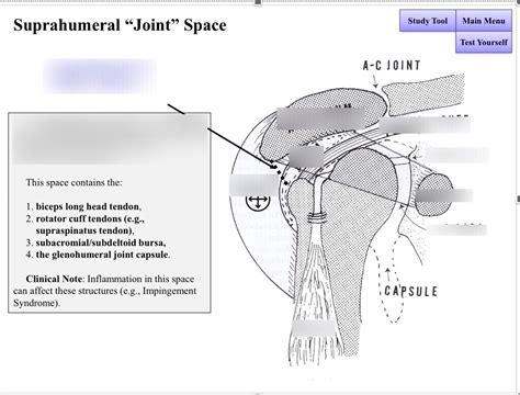 Suprahumeral Joint Space Diagram Quizlet