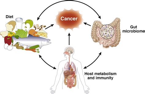 Environmental Factors Gut Microbiota And Colorectal Cancer Prevention