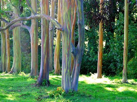 Rainbow Trees Of Maui By Angelina Hills Rainbow Eucalyptus Tree