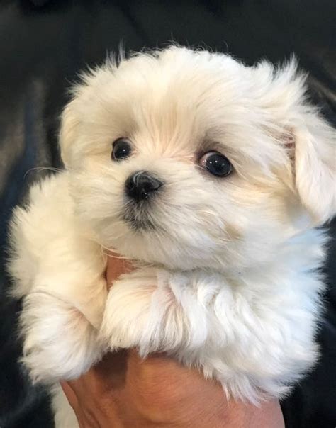 Welcome to puppies sales malaysia. Maltese Puppies For Sale | Yazoo City, MS #297373