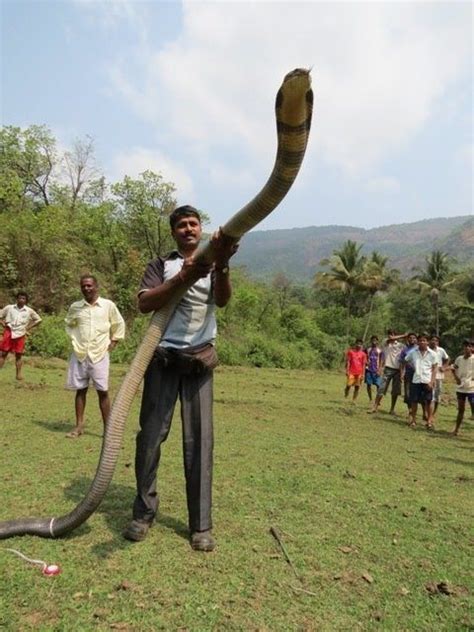 Predators And Preys In 2020 King Cobra Snake Reptiles And Amphibians