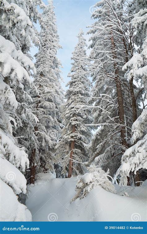 Winter Forest Stock Photo Image Of Highlands Hill Blizzard 39014482