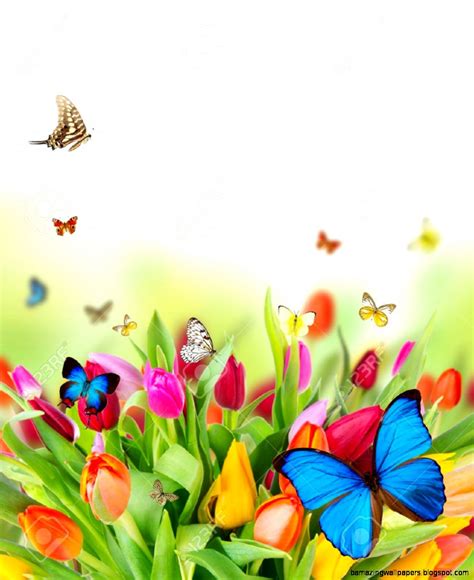 Spring Flowers And Butterflies Amazing Wallpapers