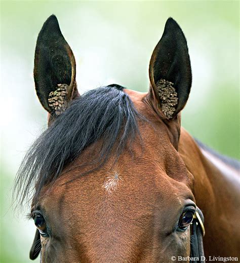 Plugged ears after a cold is very common. American Pharoah: Triple Crown Winner Uses Ear Plugs!