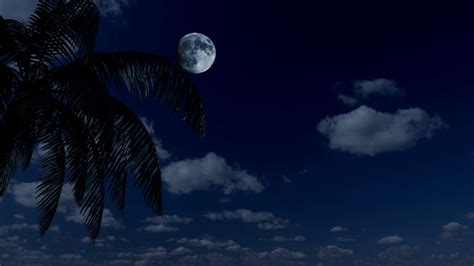 Palm Tree At Night Against The Backdrop Of The Moon And Clouds 3d