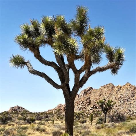Yucca Brevifolia 15 Fresh Seeds Joshua Tree Cacti And Succulent Seeds