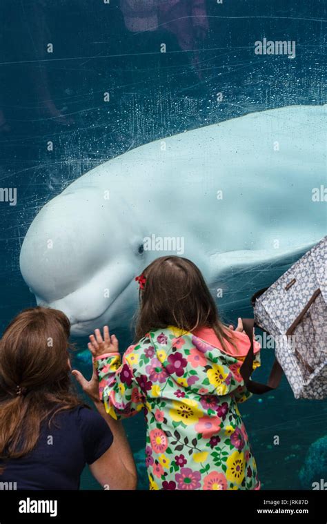 Beluga Whale Interacting With Visitors At The Mystic Aquarium