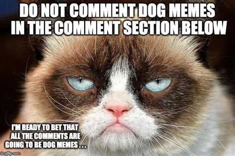 Grumpy Cat Not Amused Meme Imgflip