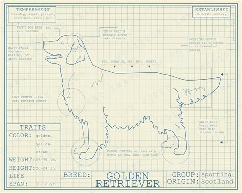 Golden Retriever Dog Breed Blueprint