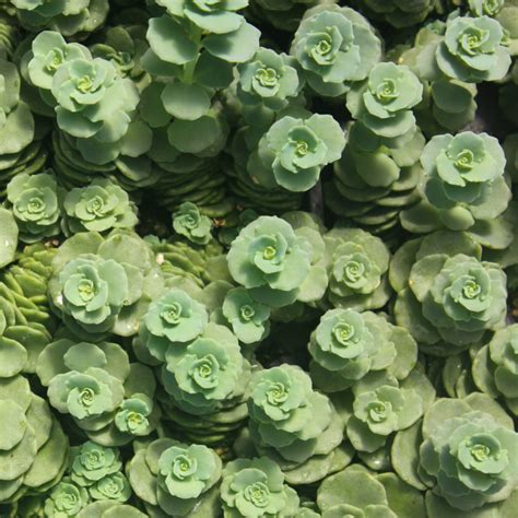 Assorted Succulent Ground Covers Mid Valley Trees