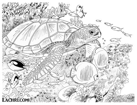16 Turtle Coloring Pages For Adults Just Kids
