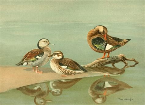 Nat History Of Ducks 1925 Ring Necked And Brazilian Teal