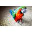 Colorful Parrot Pictures  HD Desktop Wallpapers 4k