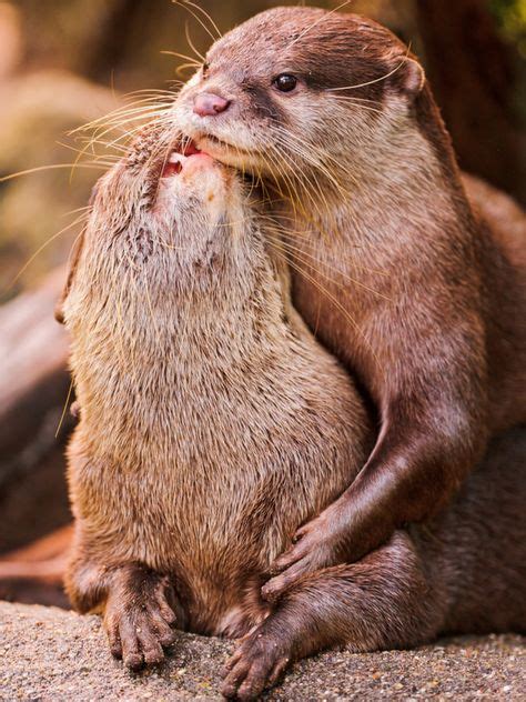 Pin By Karin Pike On Otterly Playful Otters Cute Otters Animal Hugs