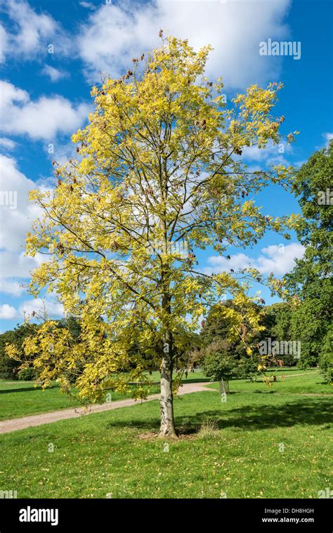 Green Ash Tree Uk Hi Res Stock Photography And Images Alamy