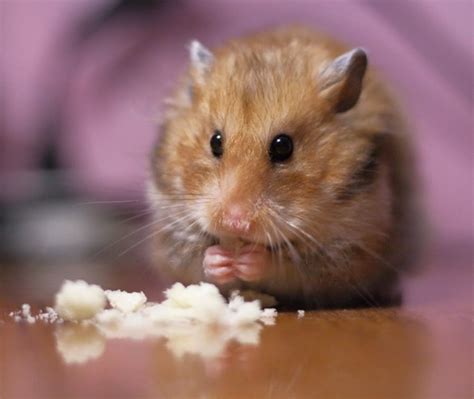 These 15 Cute Hamster Pictures Will Melt Your Heart