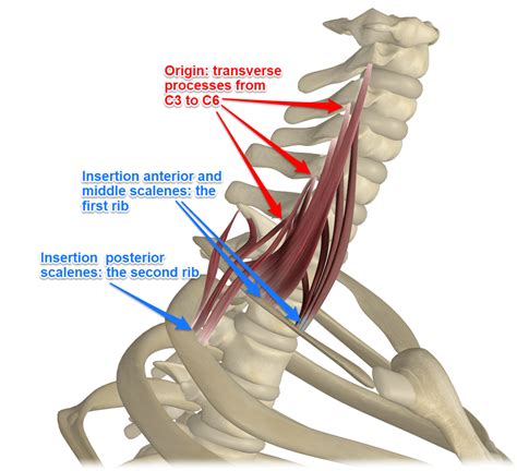 The Scalene Muscles Attachments Action Innervation Teachmeanatomy Images And Photos Finder