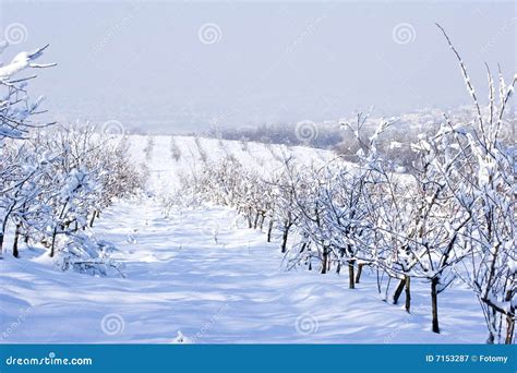 Fruit Orchard In Winter Stock Image Image Of Season Drift 7153287