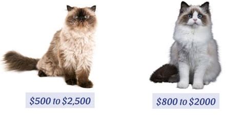 Himalayan Cat Vs Ragdoll Cat What Is The Differences