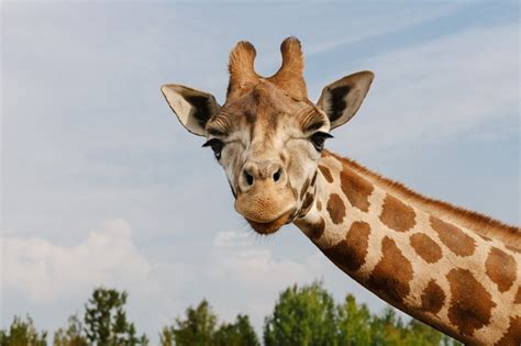 Photos, address, and phone number, opening hours, photos, and user reviews on yandex.maps. Safari Park Beekse Bergen | VisitBrabant
