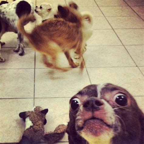 Epic Animal Photobombs 23 Pics 2 S