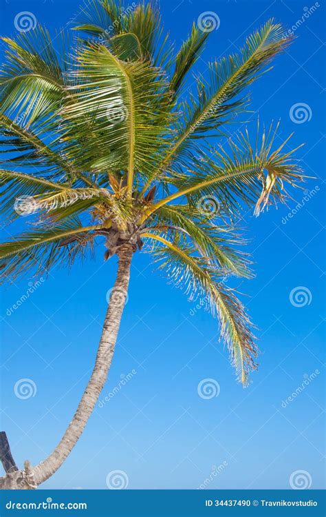 Close Up Of A Big Palm Tree On Background Blue Sky Stock Photo Image