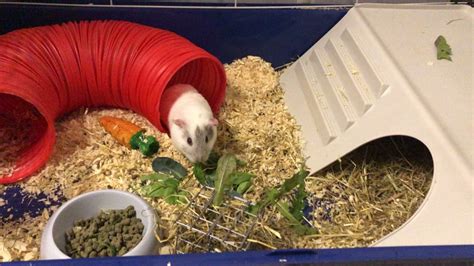 2 Female Guinea Pigs For Rehoming Ukpets