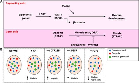 Frontiers Deciphering Sex Specific Differentiation Of Human Fetal