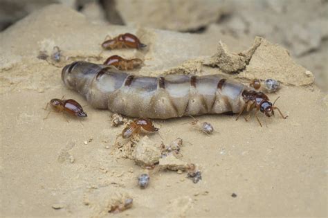 Understanding The Queen Termite Budget Brothers Termite And Pest Control