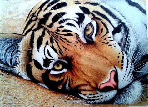 Tiger Face Painting By Sabir Ali