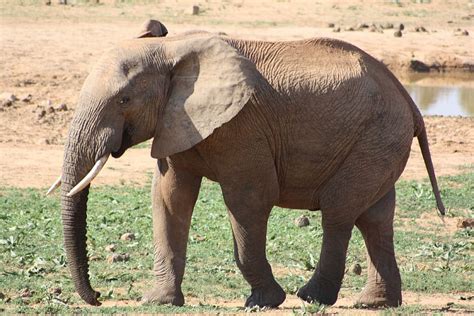 Elephant Africa Safari African Bush Elephant Pachyderm Animal