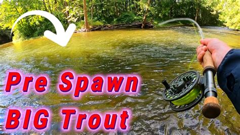 Autumn Fly Fishing Pre Spawn Migratory Trout Youtube