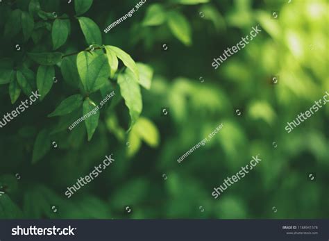 1432253 Blur Leaves Background Images Stock Photos And Vectors