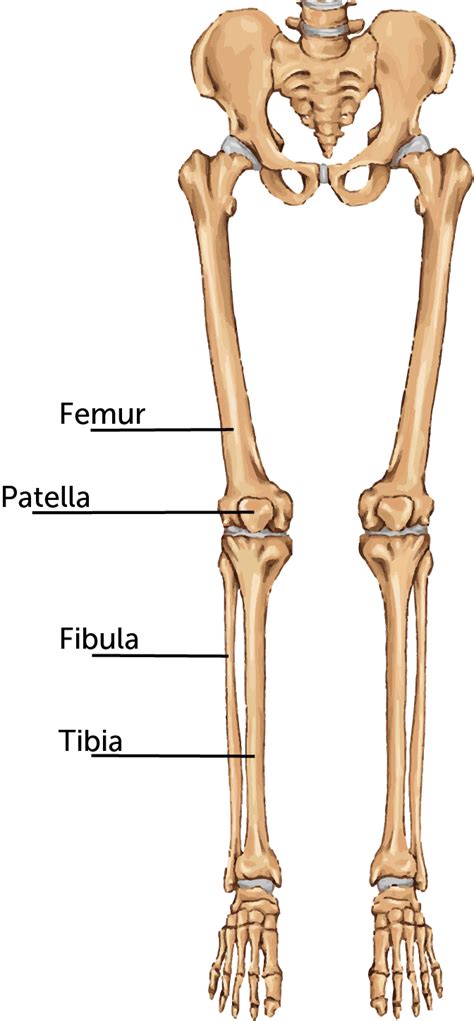 The foot bones shown in this diagram are the talus, navicular, cuneiform, cuboid, metatarsals and calcaneus. Broken Leg | Boston Children's Hospital