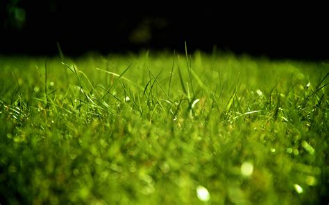 Grass Backgrounds Free