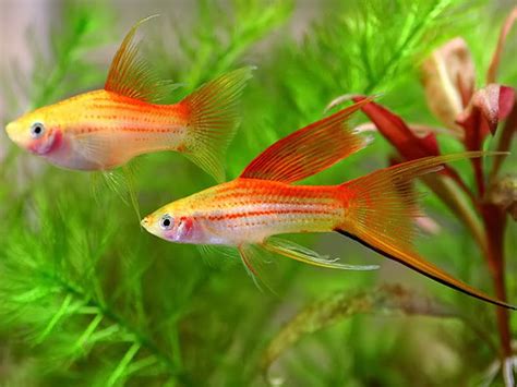 5 Rare Swordtail Fish Breeds For Hobbyists With Expensive Taste
