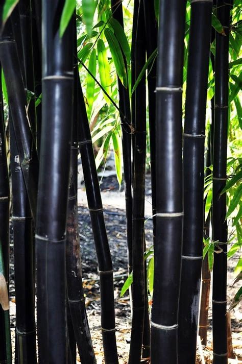Timor Black Bamboo Seeds Privacy Seed Garden Clumping Exotic Etsy