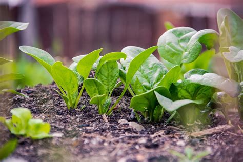 How To Grow Spinach Indoors Organic Method To Grow