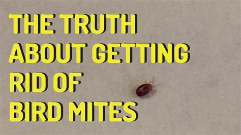 The Truth About Getting Rid Of Bird Mites Youtube