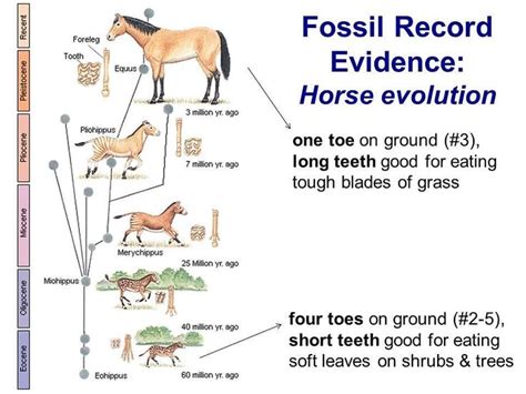 Evolution Of The Horse 🐴🐎 The Evolution Of Horses From Eohippus To