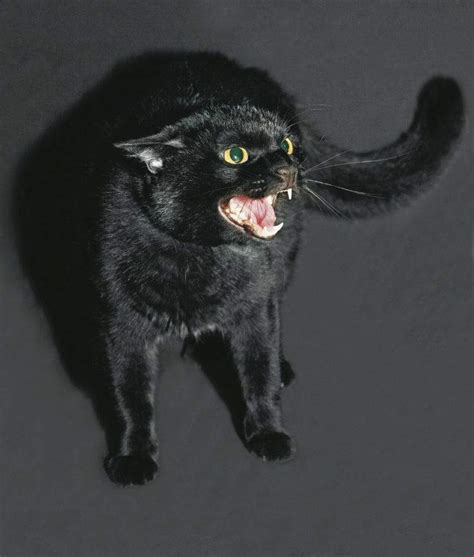 Scary Halloween Cat Challenge。･ Black Cat Society Amino Amino