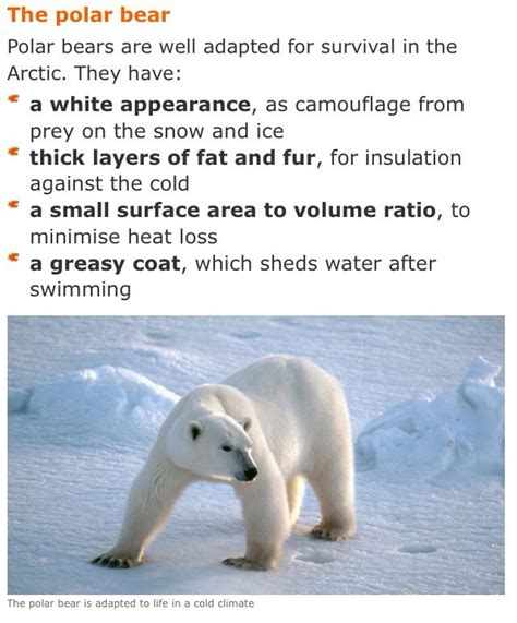 Polar Bear Cold Environment Adapted Polar Bear Bear Adaptations