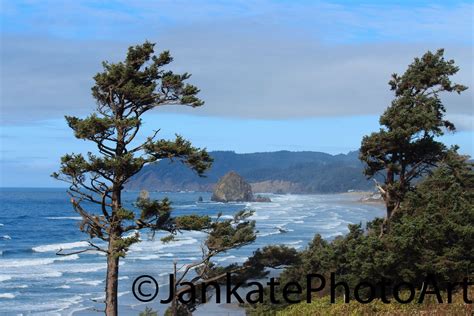 Pine Trees On The Oregon Coast Metal Art Print Coastline Etsy