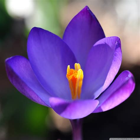 Purple Crocus Flower Closeup Ultra Hd Desktop Background Wallpaper For