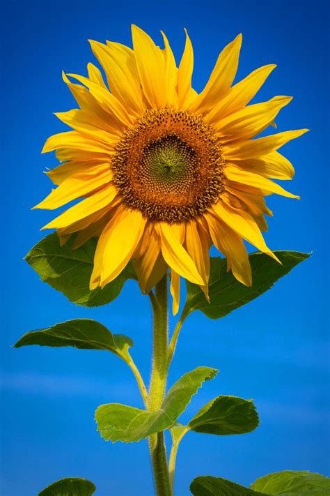 Or #a capstan or drum with a vertical axle used in mining this word often suggests that what someone wants is not important: Symbolic Sunflower Meaning and Sunflower Insight on Whats ...