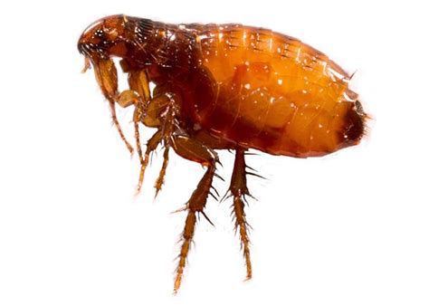 Flea Pest Control Flea Exterminator Nj Pa De Ny