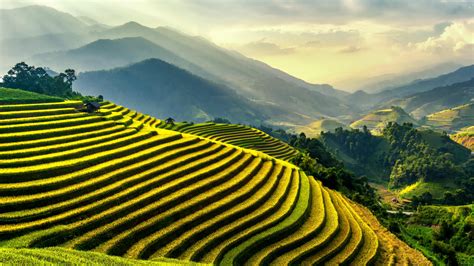 It is very popular to decorate the background of mac, windows, desktop or android device beautifully. Rice Field Wallpapers - Wallpaper Cave
