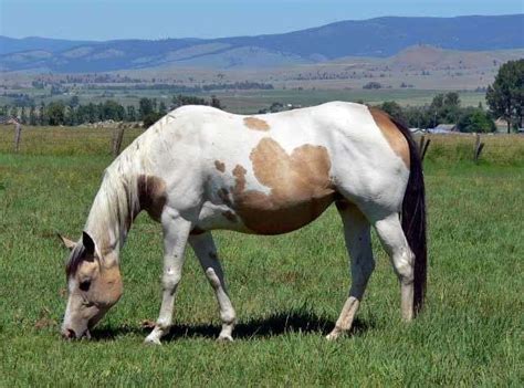 Explore horses for sale in the world's largest horse classifieds marketplace with over 50,000 horse listings. 17 Best images about Horses - Tobiano on Pinterest | Horses for sale, Palomino and Ponies